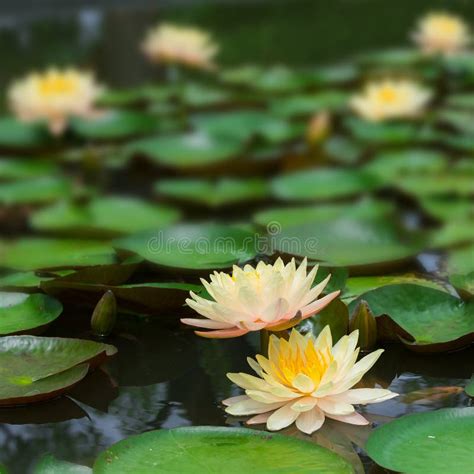 De Lotusbloem: Een Ode Aan Rust en Verbinding Met De Natuur!