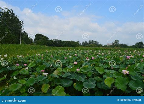 De Lotusvijver! Een Betoverende Harmonie van Blauw en Groen